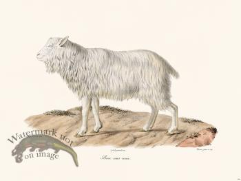 Cuvier 146 Goat Without Horn